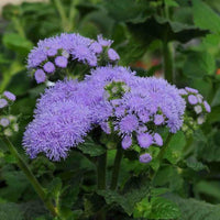 Navy Blue Maidenhair Flower Seeds for Planting Garden Favorite Heirloom & GMO Free Seeds for Home Garden
 
 Sale