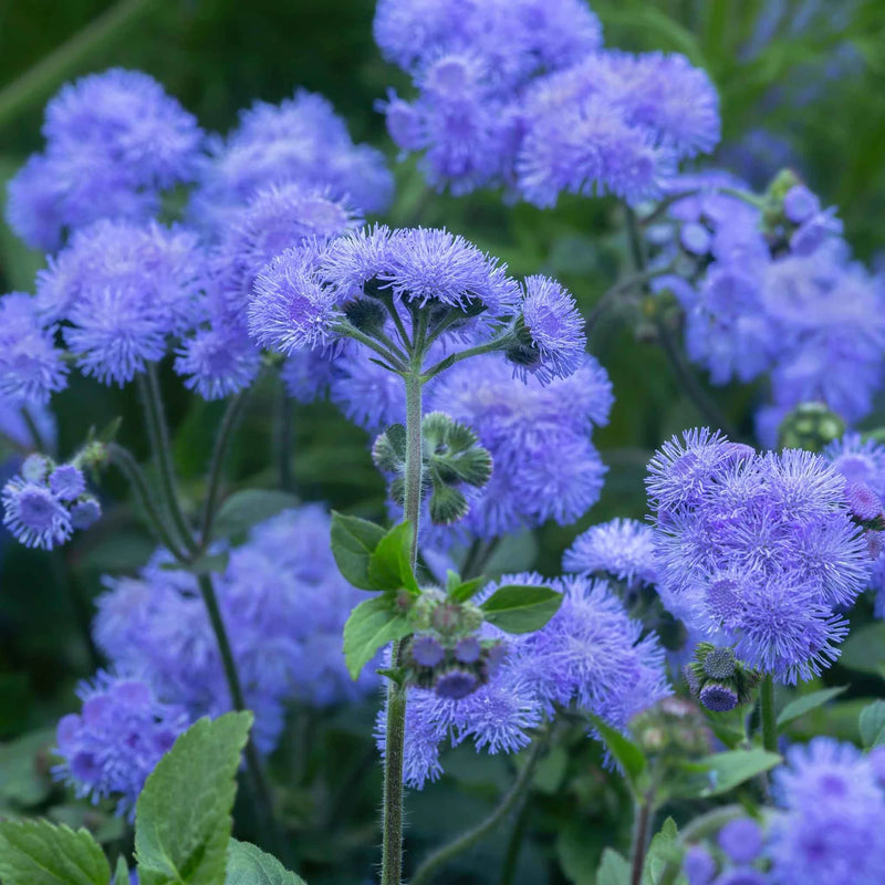 Heirloom Ageratum Flower seeds for Planting Perfect for Borders Heirloom & GMO Free Seeds for Home Garden