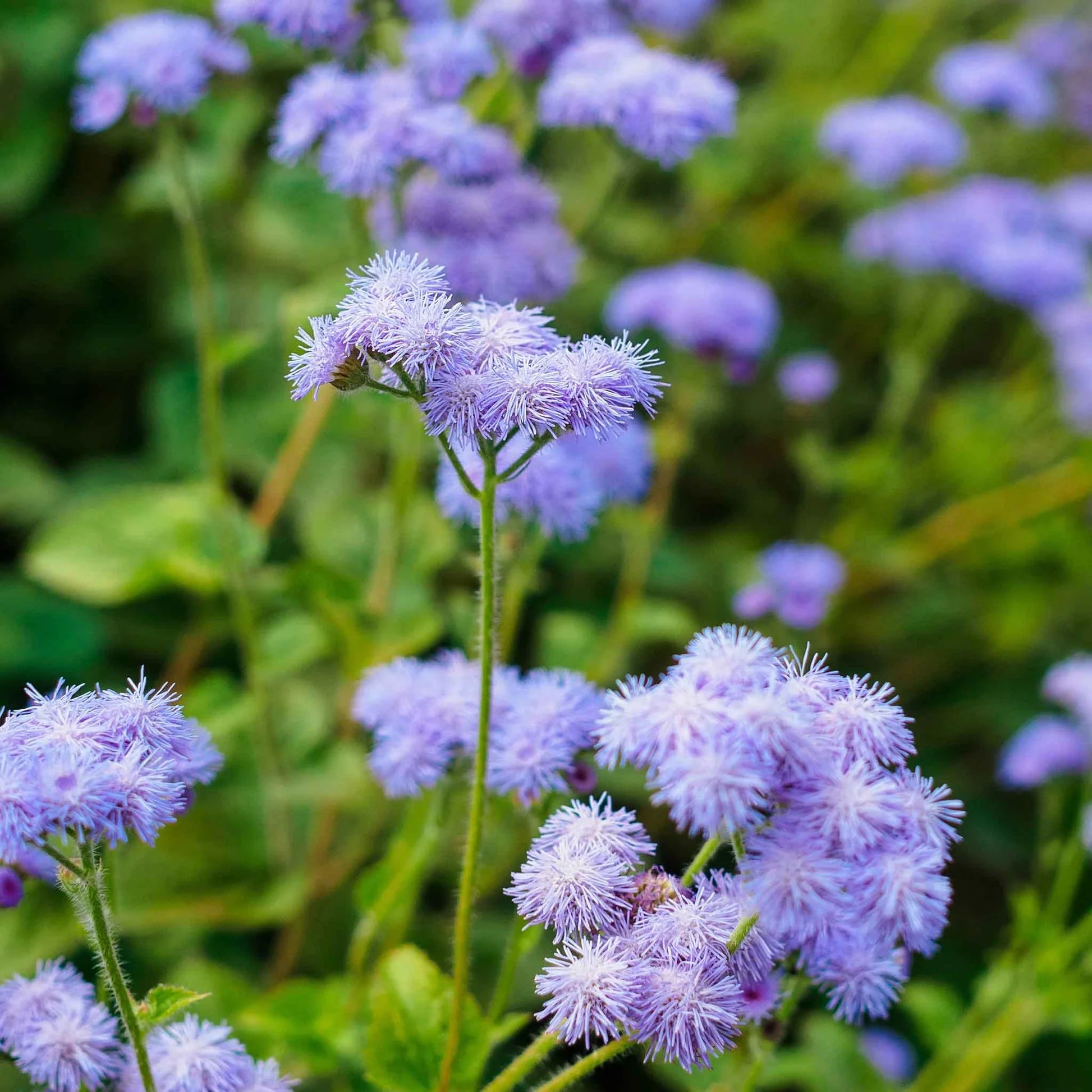 Heirloom Ageratum Flower seeds for Planting Perfect for Borders Heirloom & GMO Free Seeds for Home Garden
