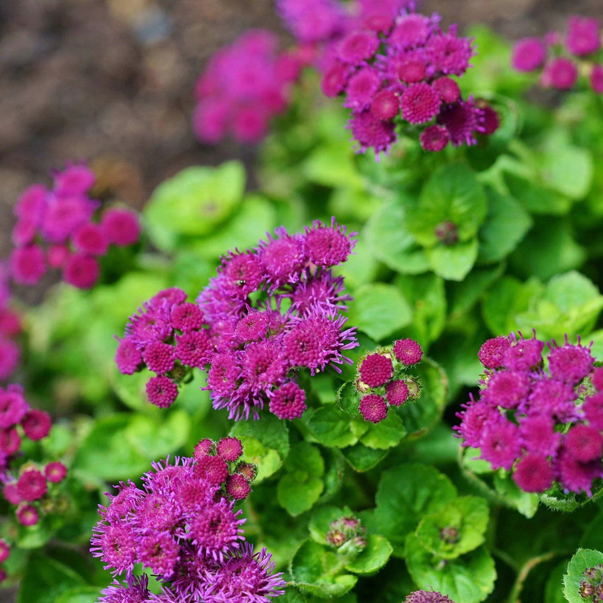 Red Ageratum Flower seeds for Planting Seasonal Bloomer Heirloom & GMO Free Seeds for Home Garden 
 
 Sale