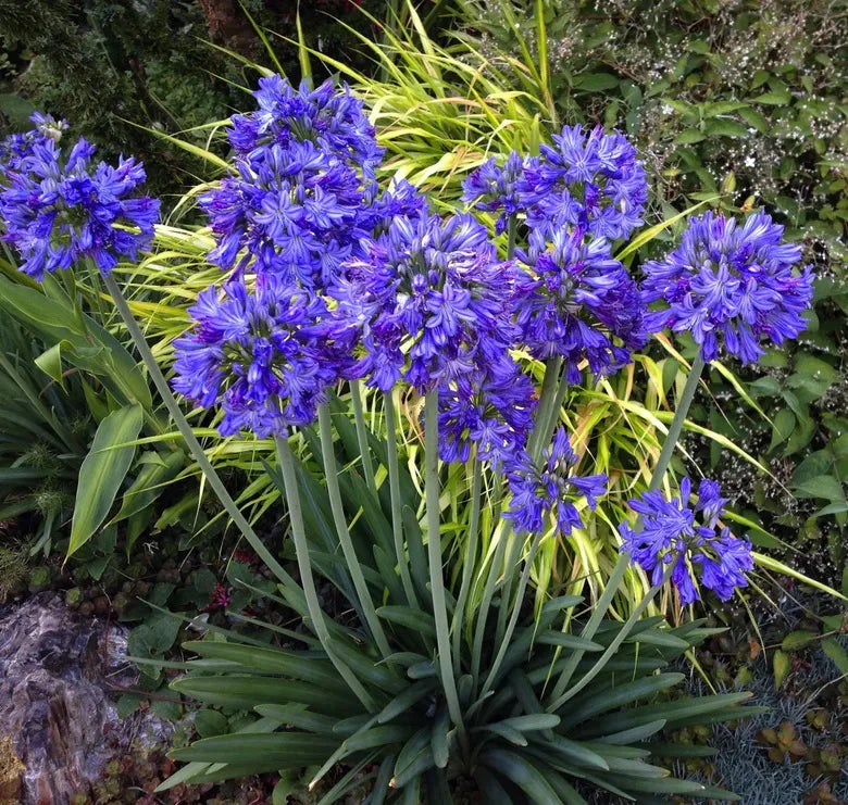 Blue Agapanthus Flower seeds for Planting Vibrant Colors Heirloom & GMO Free Seeds for Home Garden 
 
 Sale