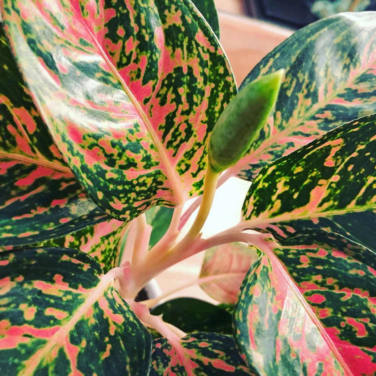 Aglaonema Flower seeds for Planting Cottage Garden Essential Heirloom & GMO Free Seeds for Home Garden