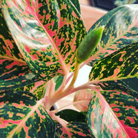 Aglaonema Flower seeds for Planting Cottage Garden Essential Heirloom & GMO Free Seeds for Home Garden