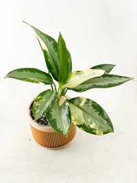 Aglaonema Seeds Germinating in Moist Potting Mix