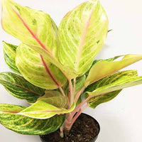 Yellow Aglaonema Flower seeds for Planting - Compact Growth, Heirloom & GMO Free Seeds for Home Garden