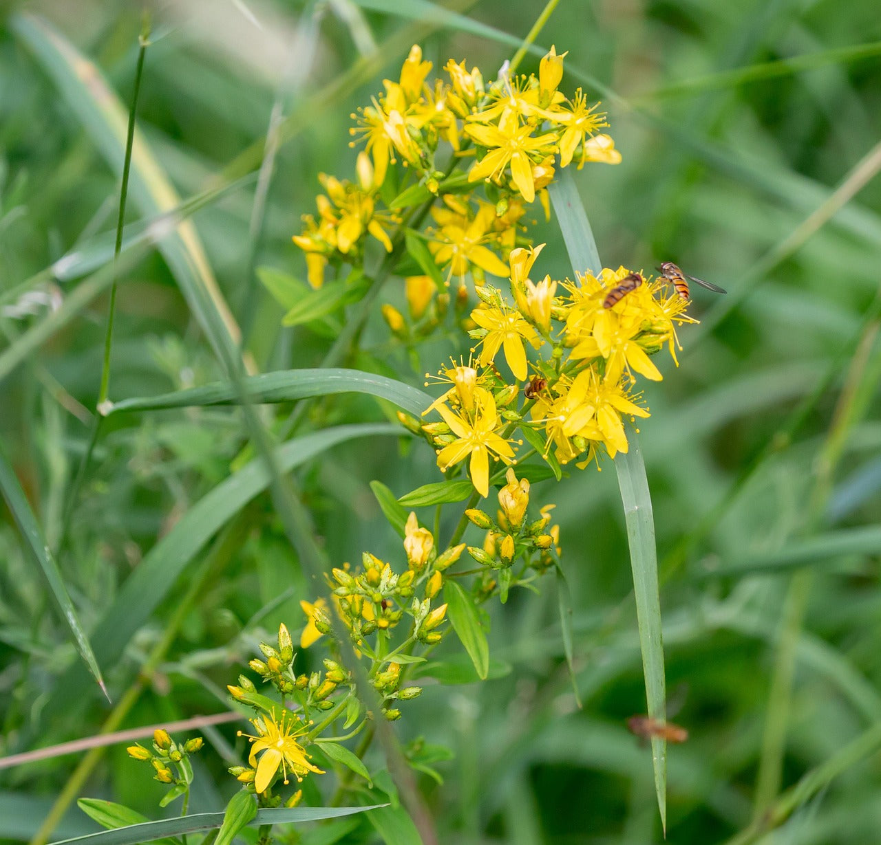 Agrimonia Flower seeds for Planting Drought Tolerant Heirloom & GMO Free Seeds for Home Garden