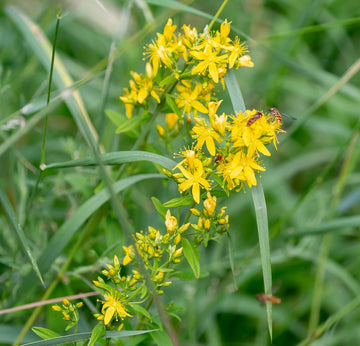 Agrimonia Flower seeds for Planting Drought Tolerant Heirloom & GMO Free Seeds for Home Garden