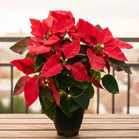 Poinsettia Flower seeds for Planting - Cottage Garden Essential, Heirloom & GMO Free Seeds for Home Garden