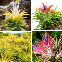 Tillandsia Flower seeds for Planting - Shade Tolerant, Heirloom & GMO Free Seeds for Home Garden