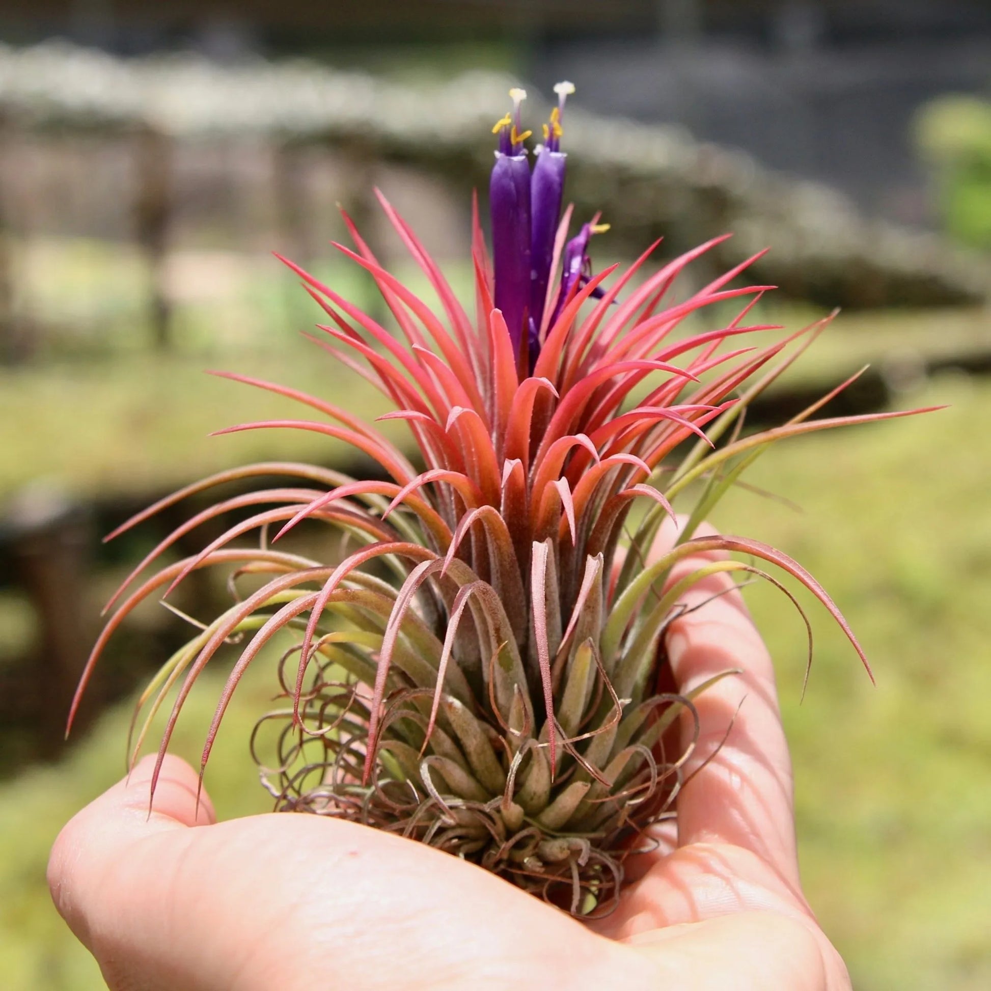 Tillandsia Flower seeds for Planting - Shade Tolerant, Heirloom & GMO Free Seeds for Home Garden