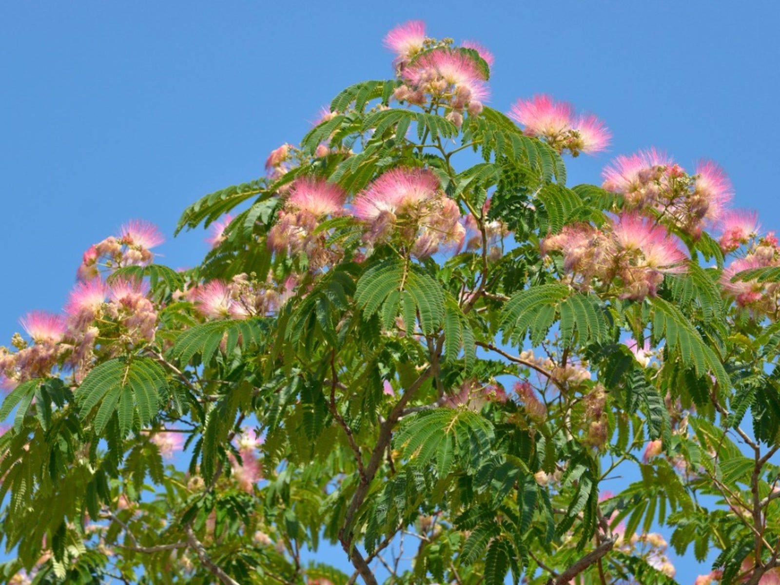 Pink Mix Acacia Perennial Flower Seeds for Planting Cottage Garden Essential Heirloom & GMO Free Seeds for Home Garden
 
 Sale