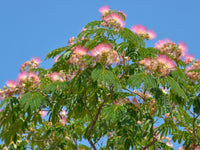 Pink Mix Acacia Perennial Flower Seeds for Planting Cottage Garden Essential Heirloom & GMO Free Seeds for Home Garden
 
 Sale