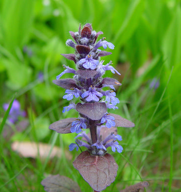 Bugle Flower seeds for Planting - Hardy Variety, Heirloom & GMO Free Seeds for Home Garden