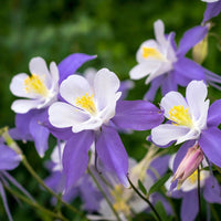 Purple Columbines Flower seeds for Planting Bright Blooms Heirloom & GMO Free Seeds for Home Garden 
 
 Sale