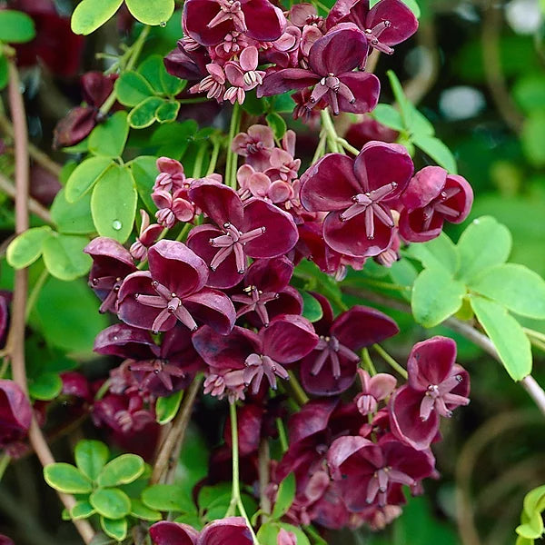 Red Akebia Flower seeds for Planting - Long Bloom Season, Heirloom & GMO Free Seeds for Home Garden