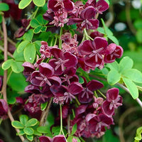 Red Akebia Flower seeds for Planting - Long Bloom Season, Heirloom & GMO Free Seeds for Home Garden