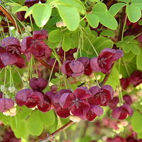 Red Akebia Flower seeds for Planting - Long Bloom Season, Heirloom & GMO Free Seeds for Home Garden