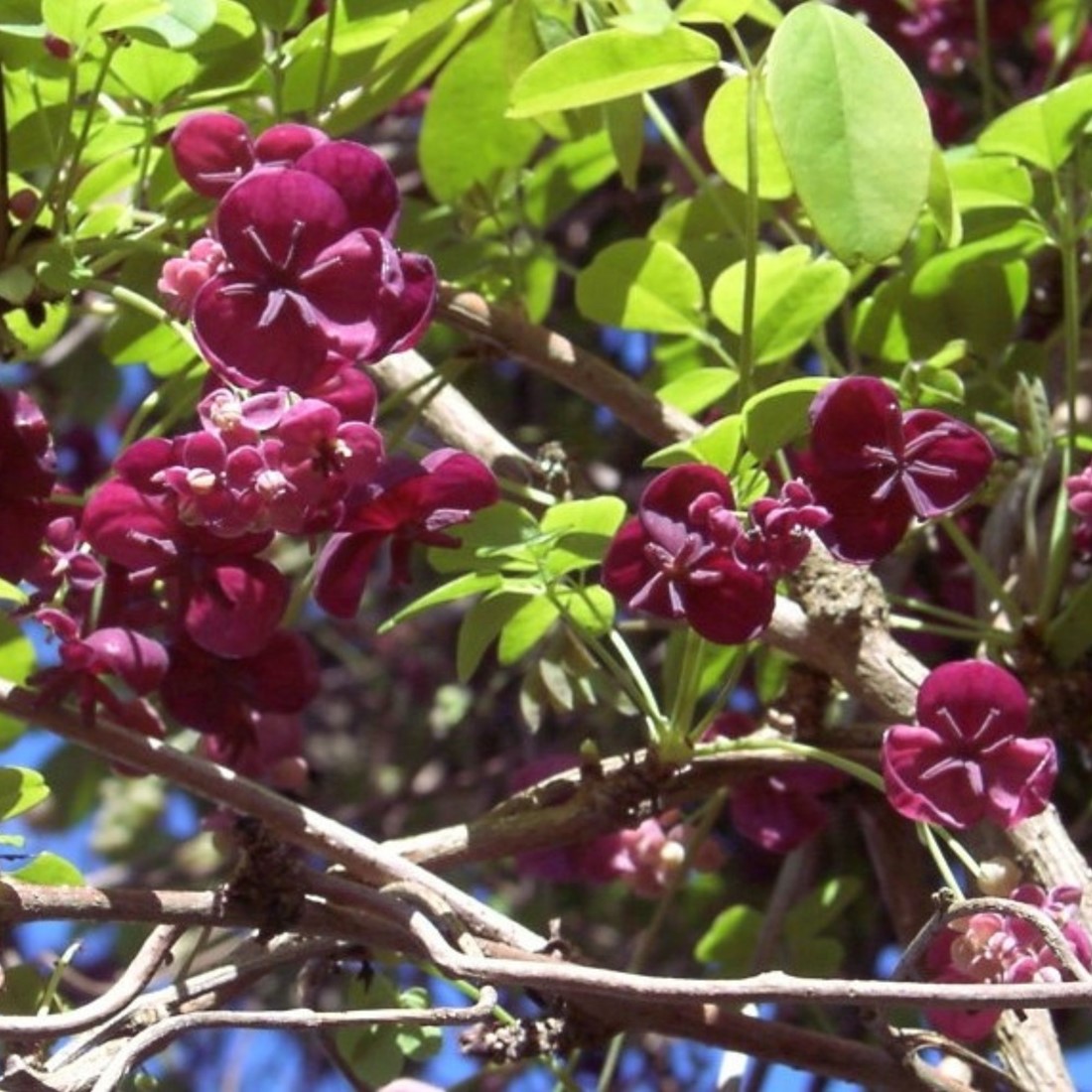 Akebia Flower Seeds, Ideal for Your Garden Planting