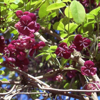 Akebia Flower Seeds, Ideal for Your Garden Planting