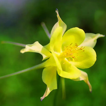 Akelei Yellow Flower Seeds for Planting , Premium Quality Seeds
