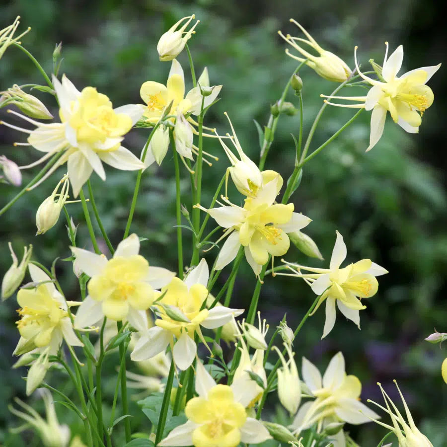 Akelei Yellow Flower Seeds for Planting , Premium Quality Seeds