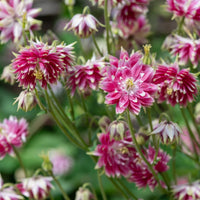 Pink Nora Barlo Flower seeds for Planting Wildflower Mix Heirloom & GMO Free Seeds for Home Garden 
 
 Sale