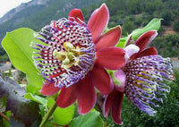Red WingedStem Passion Flower seeds for Planting Easy to Grow Heirloom & GMO Free Seeds for Home Garden 
 
 Sale