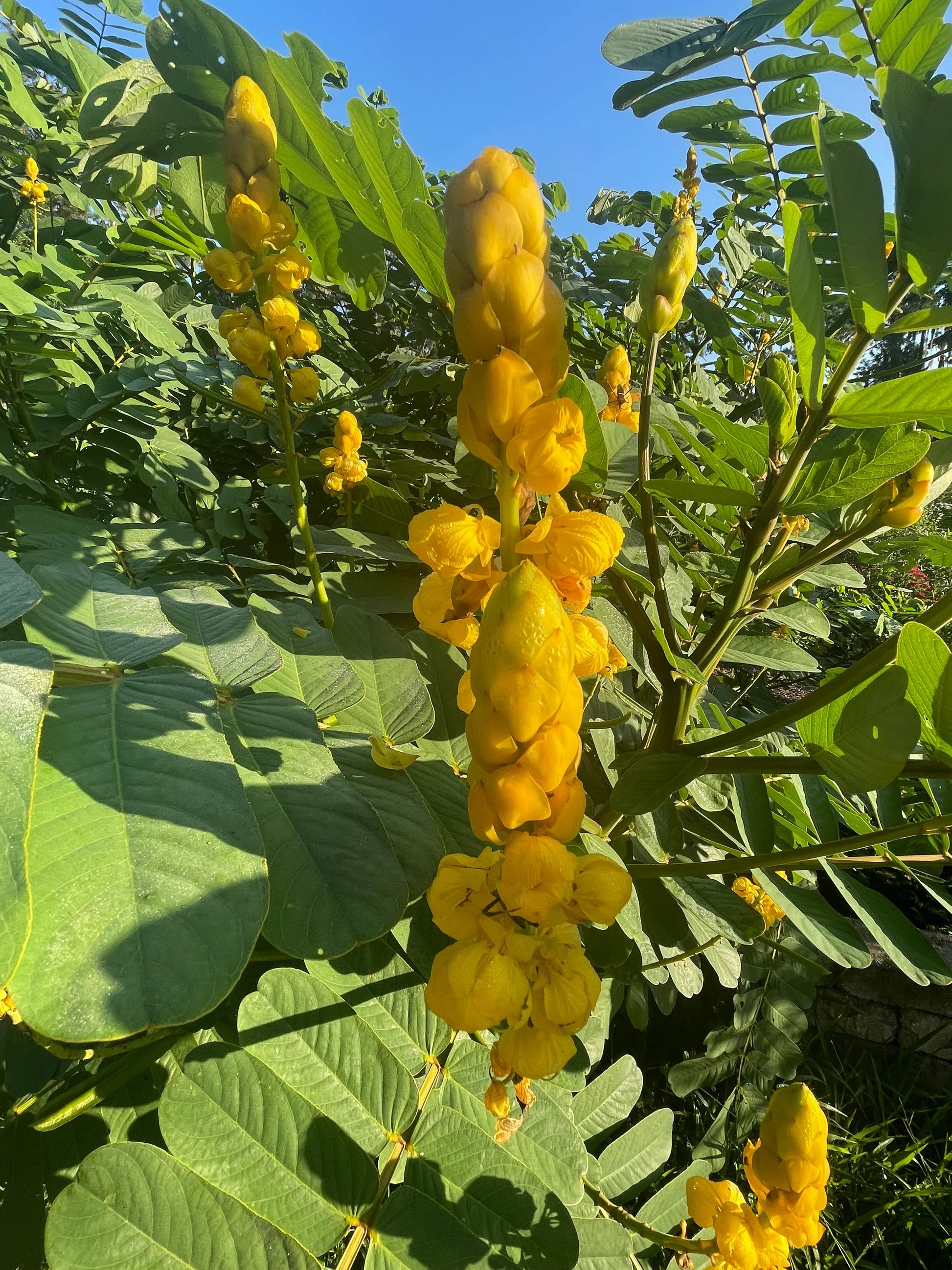Senna Alata Flower seeds for Planting Low Maintenance Heirloom & GMO Free Seeds for Home Garden