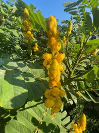 Senna Alata Flower seeds for Planting Low Maintenance Heirloom & GMO Free Seeds for Home Garden