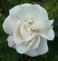 Polyantha Rose Flower seeds for Planting Perfect for Borders Heirloom & GMO Free Seeds for Home Garden 
 
 Sale