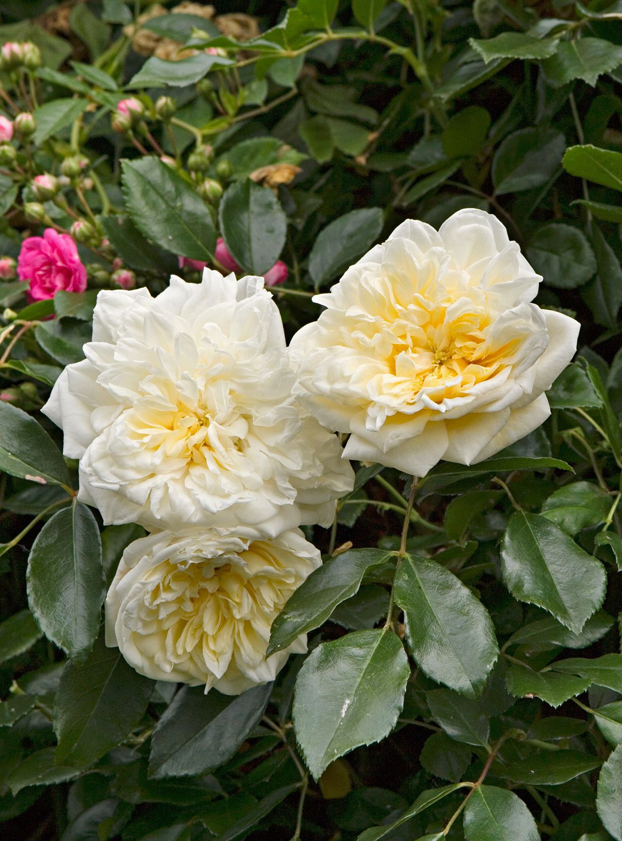 Climbing Rose Flower seeds for Planting Premium Quality Heirloom & GMO Free Seeds for Home Garden