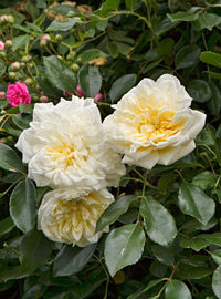 Climbing Rose Flower seeds for Planting Premium Quality Heirloom & GMO Free Seeds for Home Garden