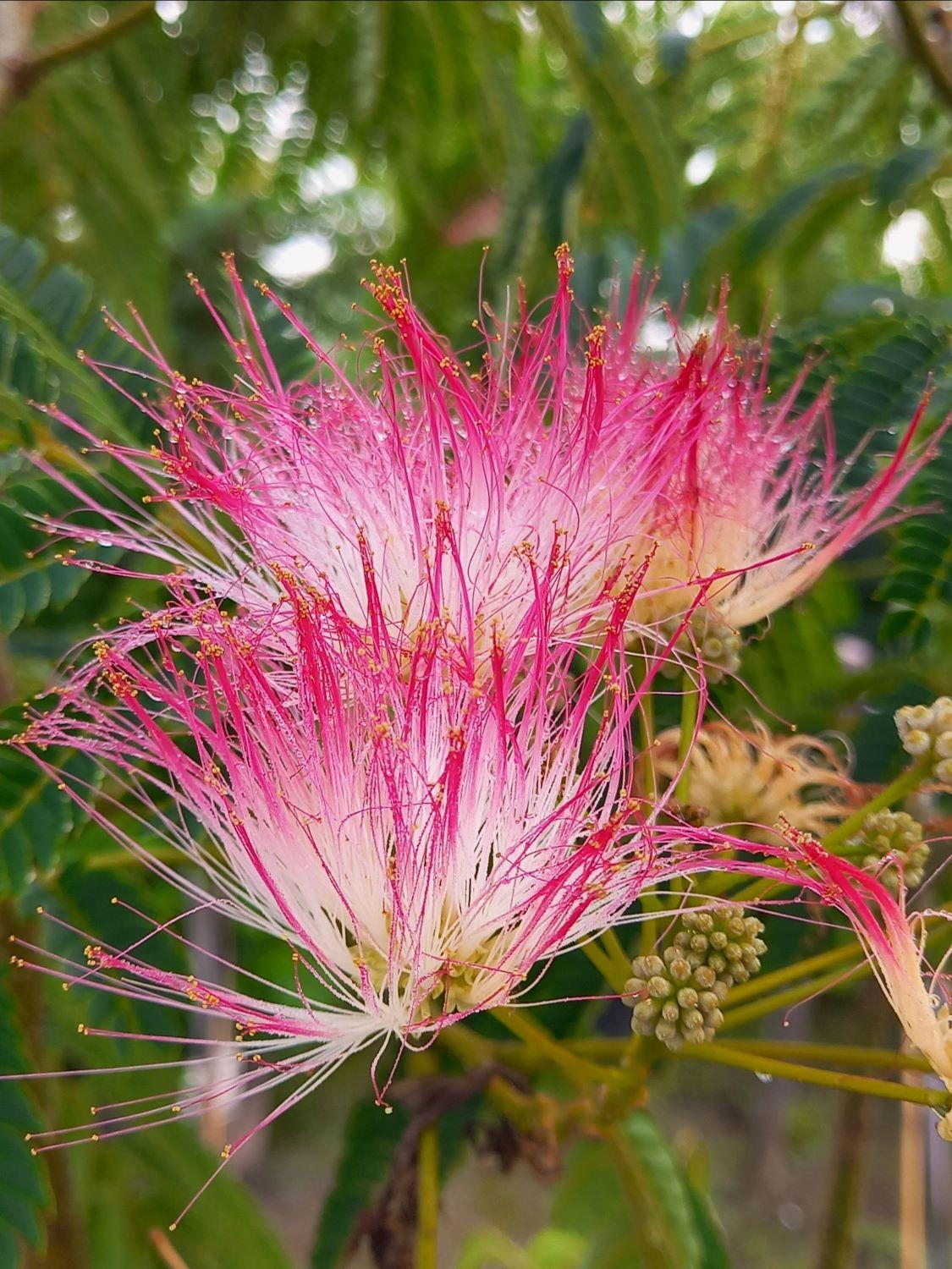 Albizia Julibrissin Flower seeds for Planting Low Maintenance Heirloom & GMO Free Seeds for Home Garden