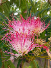 Albizia Julibrissin Flower seeds for Planting Low Maintenance Heirloom & GMO Free Seeds for Home Garden