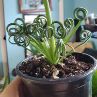 Spiralis Flower seeds for Planting - Colorful Display, Heirloom & GMO Free Seeds for Home Garden