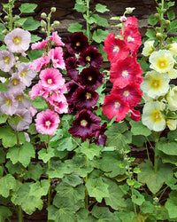Mix Hollyhock Flower seeds for Planting - Cut Flower Favorite, Heirloom & GMO Free Seeds for Home Garden