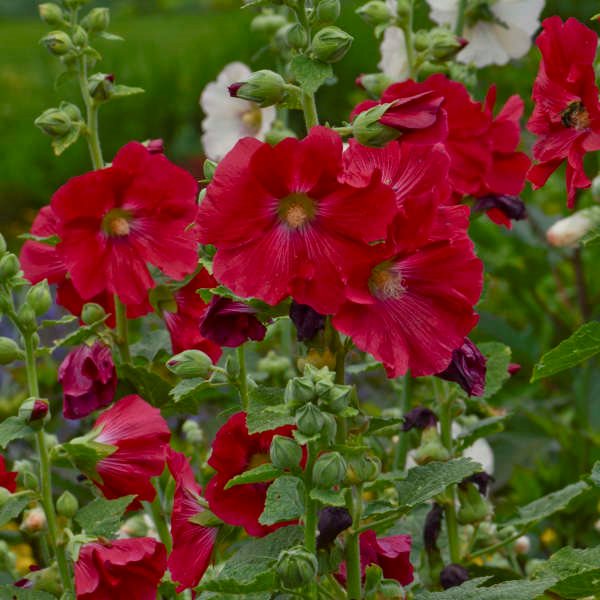 Red Hollyhock Flower seeds for Planting - Low Maintenance, Heirloom & GMO Free Seeds for Home Garden