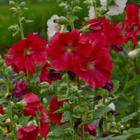 Red Hollyhock Flower seeds for Planting - Low Maintenance, Heirloom & GMO Free Seeds for Home Garden