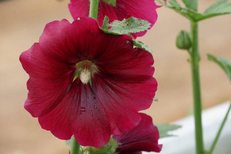 Red Hollyhock Flower seeds for Planting - Low Maintenance, Heirloom & GMO Free Seeds for Home Garden