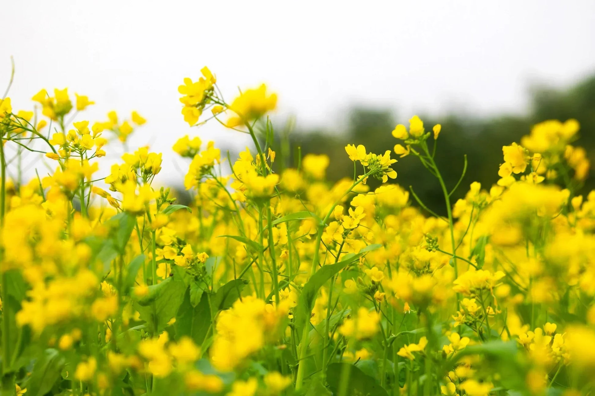Mustard Flower seeds for Planting, Fragrant Blossoms Heirloom & GMO Free Seeds for Home Garden