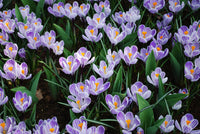 Blue (Blue White) seeds for planting in home garden