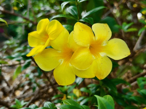 Beautiful Allamanda Flower seeds for Planting Garden Favorite Heirloom & GMO Free Seeds for Home Garden 
 
 Sale