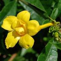 Yellow Allamanda Flower seeds for Planting - Sun Loving, Heirloom & GMO Free Seeds for Home Garden
