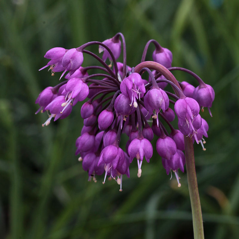 Purple Cernuum Flower seeds for Planting - Hardy Variety, Heirloom & GMO Free Seeds for Home Garden
