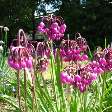 Purple Cernuum Flower seeds for Planting - Hardy Variety, Heirloom & GMO Free Seeds for Home Garden