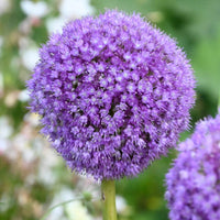 Giant Allium Giganteum Seeds for Planting home garden flower bed