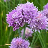 Schoenoprasum Flower seeds for Planting Cut Flower Favorite Heirloom & GMO Free Seeds for Home Garden