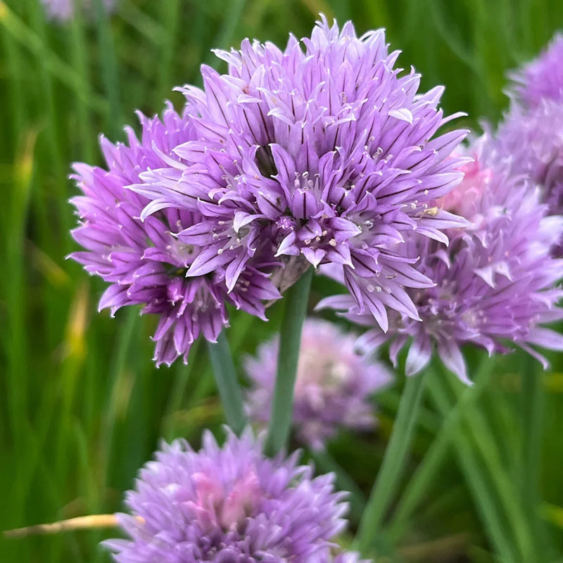 Schoenoprasum Flower seeds for Planting Cut Flower Favorite Heirloom & GMO Free Seeds for Home Garden