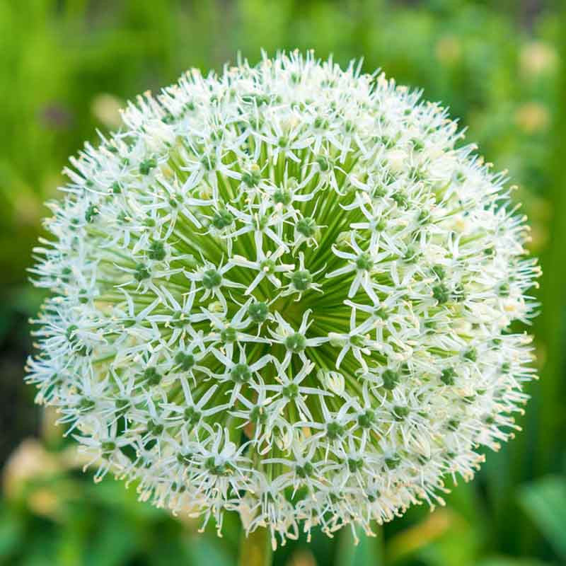 Green Giant Onion Flower Seeds – Rare Allium Ornamental Blooms