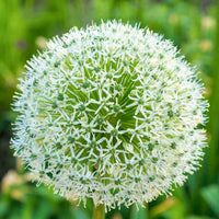 Green Giant Onion Flower Seeds – Rare Allium Ornamental Blooms